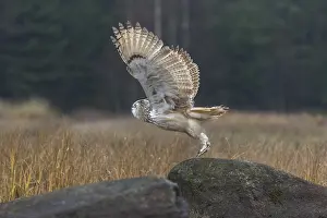 One Siberian Eagle Owl (Bubo bubo sibiricus)
