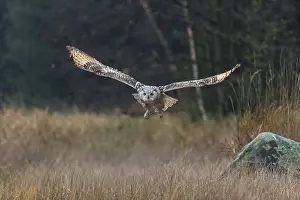 One Siberian Eagle Owl (Bubo bubo sibiricus) flying over tall reed grass lakeshore on an autumnal misty cold morning