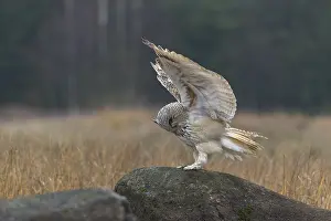 One Siberian Eagle Owl (Bubo bubo sibiricus)