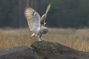 One Siberian Eagle Owl (Bubo bubo sibiricus)