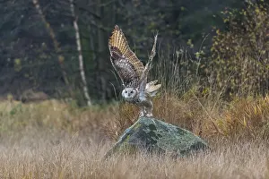 One Siberian Eagle Owl (Bubo bubo sibiricus)