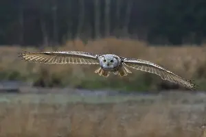 One Siberian Eagle Owl (Bubo bubo sibiricus) flying over tall reed grass lakeshore on an autumnal misty cold morning