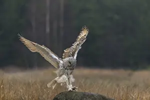 One Siberian Eagle Owl (Bubo bubo sibiricus)