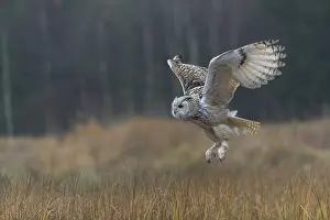 One Siberian Eagle Owl (Bubo bubo sibiricus) flying over tall reed grass lakeshore on an autumnal misty cold morning
