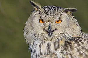 Siberian Eagle Owl (Bubo bubo sibiricus)