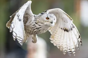 Siberian eagle-owl (Bubo bubo sibiricus) flying