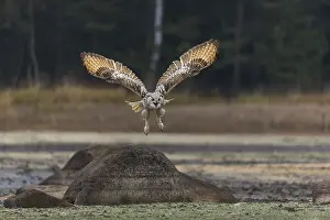 One Siberian Eagle Owl (Bubo bubo sibiricus) flying over a dry lakeshore on an autumnal misty cold morning