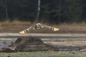 One Siberian Eagle Owl (Bubo bubo sibiricus) flying over a dry lakeshore on an autumnal misty cold morning