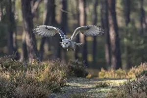 One Siberian Eagle Owl (Bubo bubo sibiricus) flying thru a forest