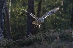 One Siberian Eagle Owl (Bubo bubo sibiricus) flying thru a forest
