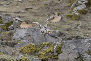 One Siberian Eagle Owl (Bubo bubo sibiricus) flying over mossy rocks with rocks and grass in the background