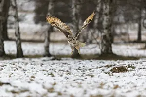 One Siberian Eagle Owl (Bubo bubo sibiricus) flying over a snowy meadow at the edge of a a forest