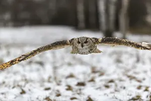 One Siberian Eagle Owl (Bubo bubo sibiricus) flying over a snowy meadow at the edge of a a forest