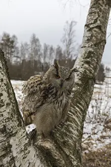 One Siberian Eagle Owl (Bubo bubo sibiricus) sitting on a branch of a birch tree
