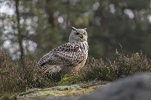 One Siberian Eagle Owl (Bubo bubo sibiricus) sitting on forest floor between green vegetation