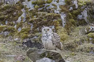 One Siberian Eagle Owl (Bubo bubo sibiricus) sitting on a mossy rock with rocks and grass in the background