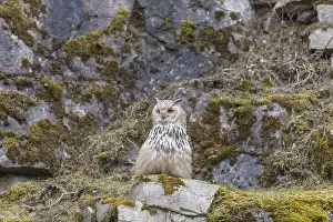 One Siberian Eagle Owl (Bubo bubo sibiricus) sitting on a mossy rock with rocks and grass in the background