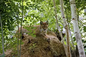 SIBERIAN eurasian lynx (lynx lynx wrangeli)