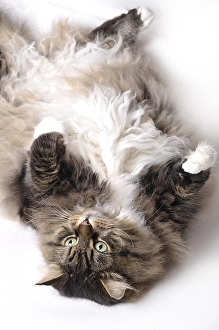 Siberian Forest Cat, cat