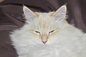Siberian forest cat, cat, pet, animal
