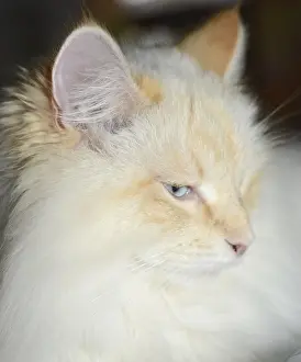 Siberian forest cat, cat, pet, animal