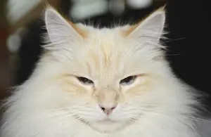 Siberian forest cat, cat, pet, animal