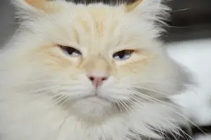Siberian forest cat, cat, pet, animal