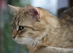 Siberian forest cat, cat, pet, animal