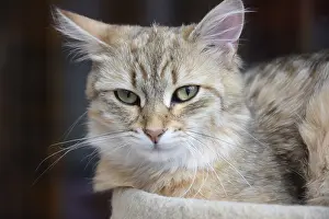 Siberian forest cat, cat, pet, animal