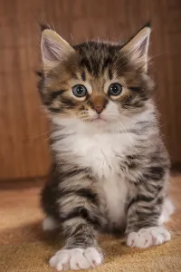Siberian Forest Cat, kitten