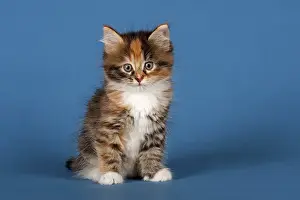 Siberian Forest Cat, kitten