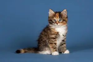 Siberian Forest Cat, kitten