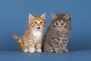 Two Siberian forest kittens, 7 weeks