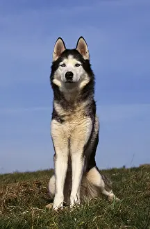 Siberian husky