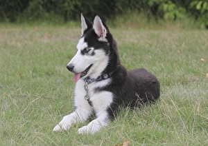 Siberian Husky female (Canis lupus familaris)