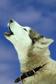 Siberian Husky, howling