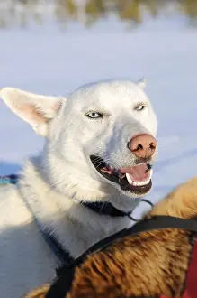 Siberian husky, Kirkenes, Finnmark
