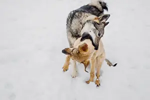 Siberian husky plays with another dog in the snow at a shelter for homeless animals