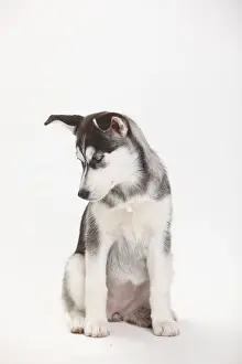 Siberian Husky, puppy, 11 weeks