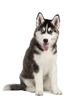 Siberian Husky Puppy isolated on White background