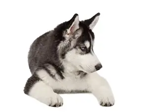 Siberian Husky Puppy isolated on White background