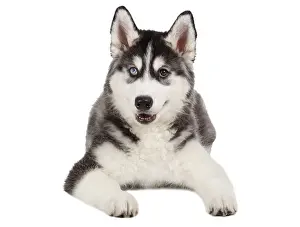 Siberian Husky Puppy isolated on White background