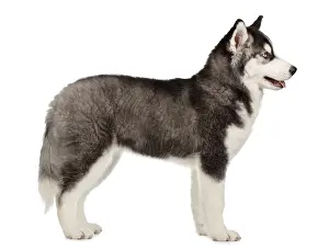 Siberian Husky Puppy isolated on White background