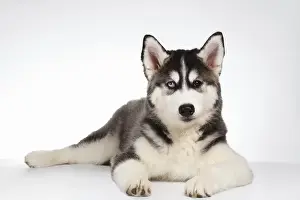 Siberian Husky Puppy Lies isolated on White background