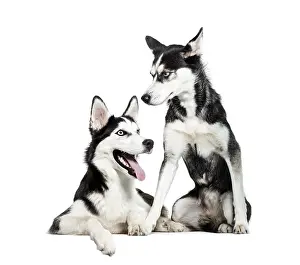 Siberian Husky sitting in front of white background