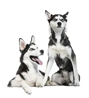 Siberian Husky sitting in front of white background