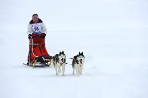 Siberian Husky, sled dog team with musher