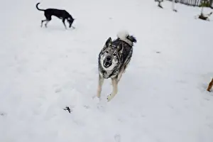 Siberian husky on a walk on a winter day in an animal shelter