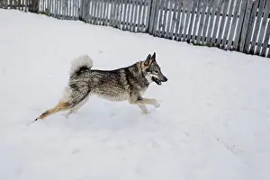 Framed Print : Siberian husky on a walk on a winter day at an animal shelter