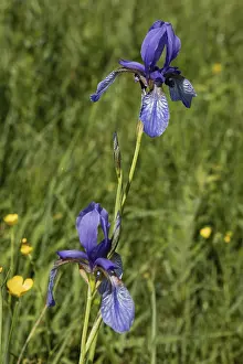 Siberian iris two inflorescences with open blue flowers next to each other in a green meadow